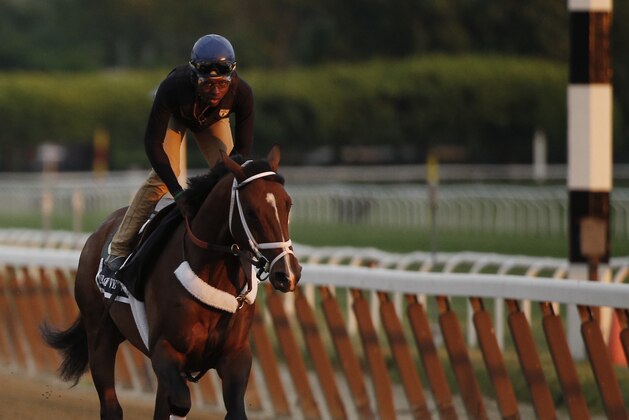 Tale of Verve gallops around the main track at Belmont Park, Thursday, June 4, 2015, in Elmont, N.Y. Tale of Verve is entered in Saturday's 147th running of the Belmont Stakes horse race, when American Pharoah will try for a Triple Crown. (AP Photo/Julie Jacobson)