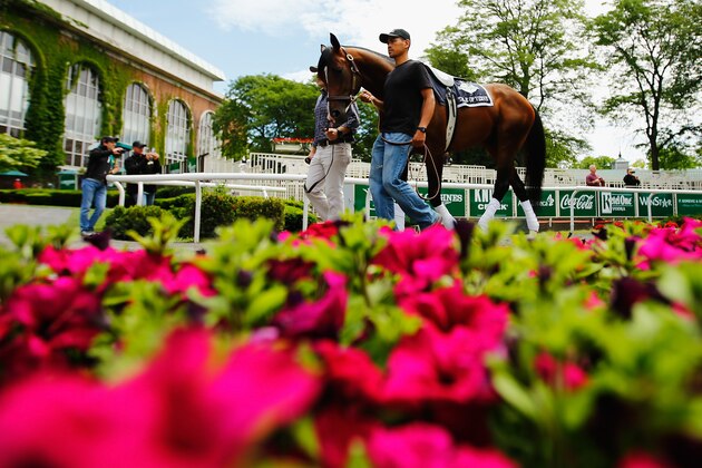 ELMONT, NY - JUNE 04:  Tale of Verve walks through the Paddock at Belmont Park on June 4, 2015 in Elmont, New York.  (Photo by Al Bello/Getty Images)