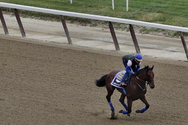 Kentucky Derby and Preakness winner American Stakes Pharoah, with exercise rider Jorge Alvarez up, gallops around the track at Belmont Park, Friday, June 5, 2015, in Elmont, N.Y. American Pharoah will try for a Triple Crown when he runs in Saturday's 147th running of the Belmont Stakes horse race. (AP Photo/Julie Jacobson)