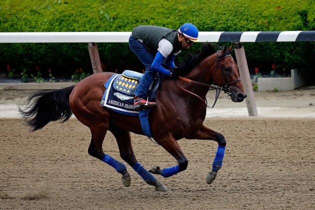 ELMONT, NY - JUNE 05:  Jorge Alvarez up, rides American Pharoah during workouts prior to the 147th Belmont Stakes at Belmont Park on June 5, 2015 in Elmont, New York.  (Photo by Rob Carr/Getty Images)