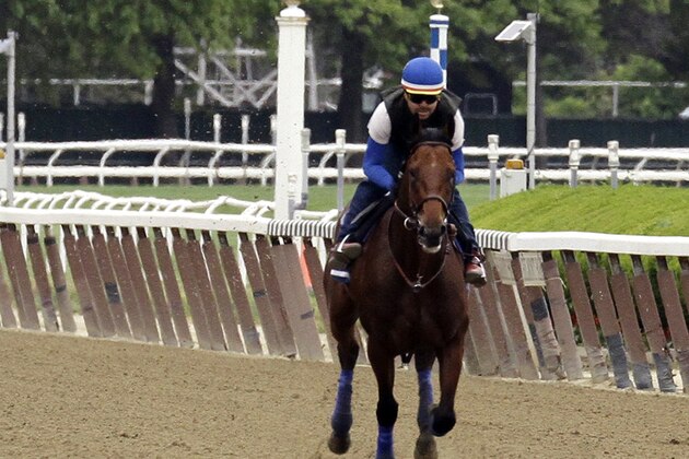 Kentucky Derby and Preakness Stakes winner American Stakes Pharoah, with exercise rider Jorge Alvarez up, gallops around the track at Belmont Park, Friday, June 5, 2015, in Elmont, N.Y. American Pharoah will try for a Triple Crown when he runs in Saturday's 147th running of the Belmont Stakes horse race.  (AP Photo/Garry Jones)