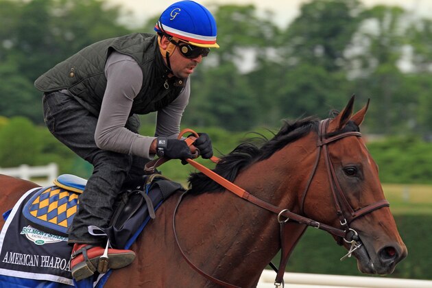 Exercise rider Jorge Alvarez gallops Kentucky Derby and Preakness Stakes winner American Pharoah at Belmont Park in Elmont, NY, Thursday, June 4, 2015. American Pharoah is attempting to be the first Triple Crown winner in 37 years on Saturday in the Belmont Stakes horse race.  (AP Photo/Garry Jones)
