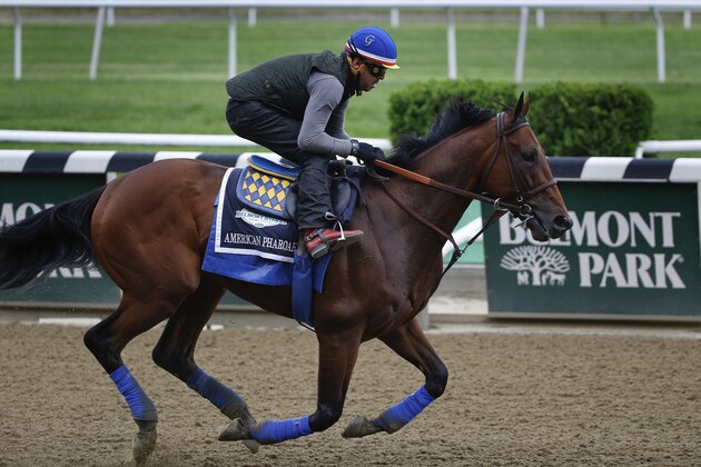 Kentucky Derby and Preakness Stakes winner American Pharoah, with exercise rider Jorge Alvarez up, gallops around the track at Belmont Park, Thursday, June 4, 2015, in Elmont, N.Y. American Pharoah will try for a Triple Crown when he runs in Saturday's 147th running of the Belmont Stakes horse race. (AP Photo/Julie Jacobson)