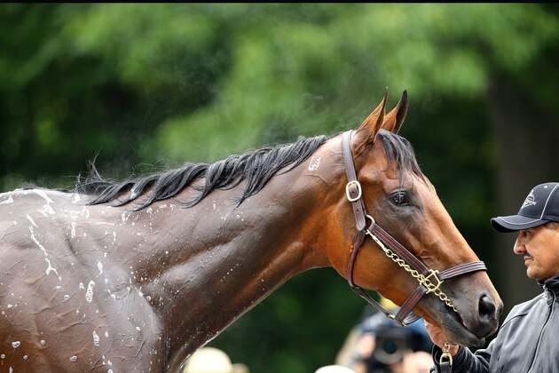 ELMONT, NY - JUNE 05:  American Pharoah is given a bath after morning workouts prior to the 147th Belmont Stakes at Belmont Park on June 5, 2015 in Elmont, New York.  (Photo by Al Bello/Getty Images)