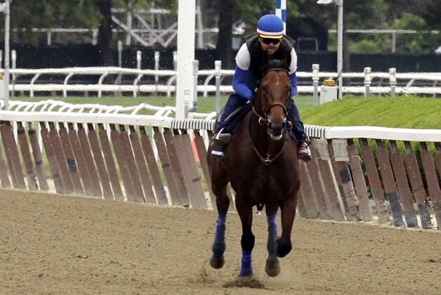 Kentucky Derby and Preakness Stakes winner American Stakes Pharoah, with exercise rider Jorge Alvarez up, gallops around the track at Belmont Park, Friday, June 5, 2015, in Elmont, N.Y. American Pharoah will try for a Triple Crown when he runs in Saturday's 147th running of the Belmont Stakes horse race.  (AP Photo/Garry Jones)