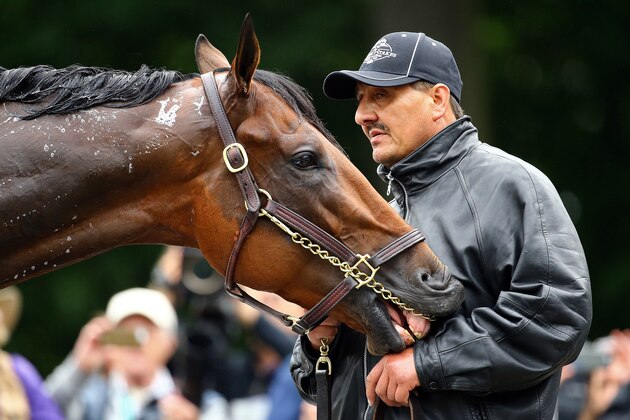 ELMONT, NY - JUNE 05:  American Pharoah bites the hand of a handler as he is given a bath after his morning workout prior to the 147th Belmont Stakes at Belmont Park on June 5, 2015 in Elmont, New York.  (Photo by Al Bello/Getty Images)