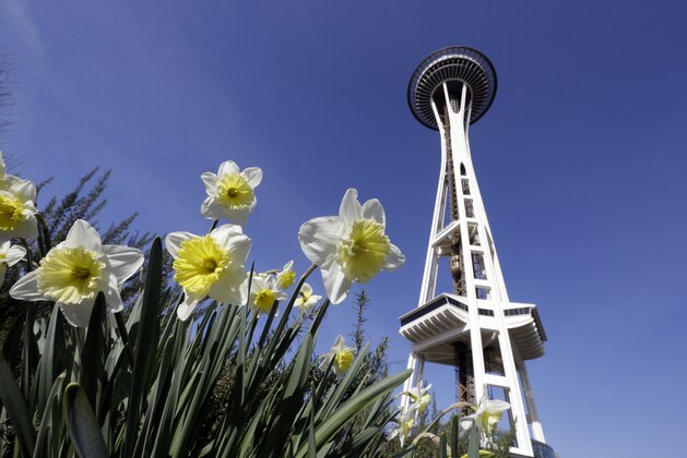 In this photo taken Wednesday, March 4, 2015, daffodils bloom in view of the Space Needle in Seattle. Northwest residents may think spring has arrived early as sunshine and high temperatures nearing 60 are forecast through the weekend. The National Weather Service says a high pressure ridge will dominate most of the region, keeping things dry. High temperatures will be above normal, though nighttime lows east of the Cascades will be in the 30s or below freezing in places. (AP Photo/Elaine Thompson)