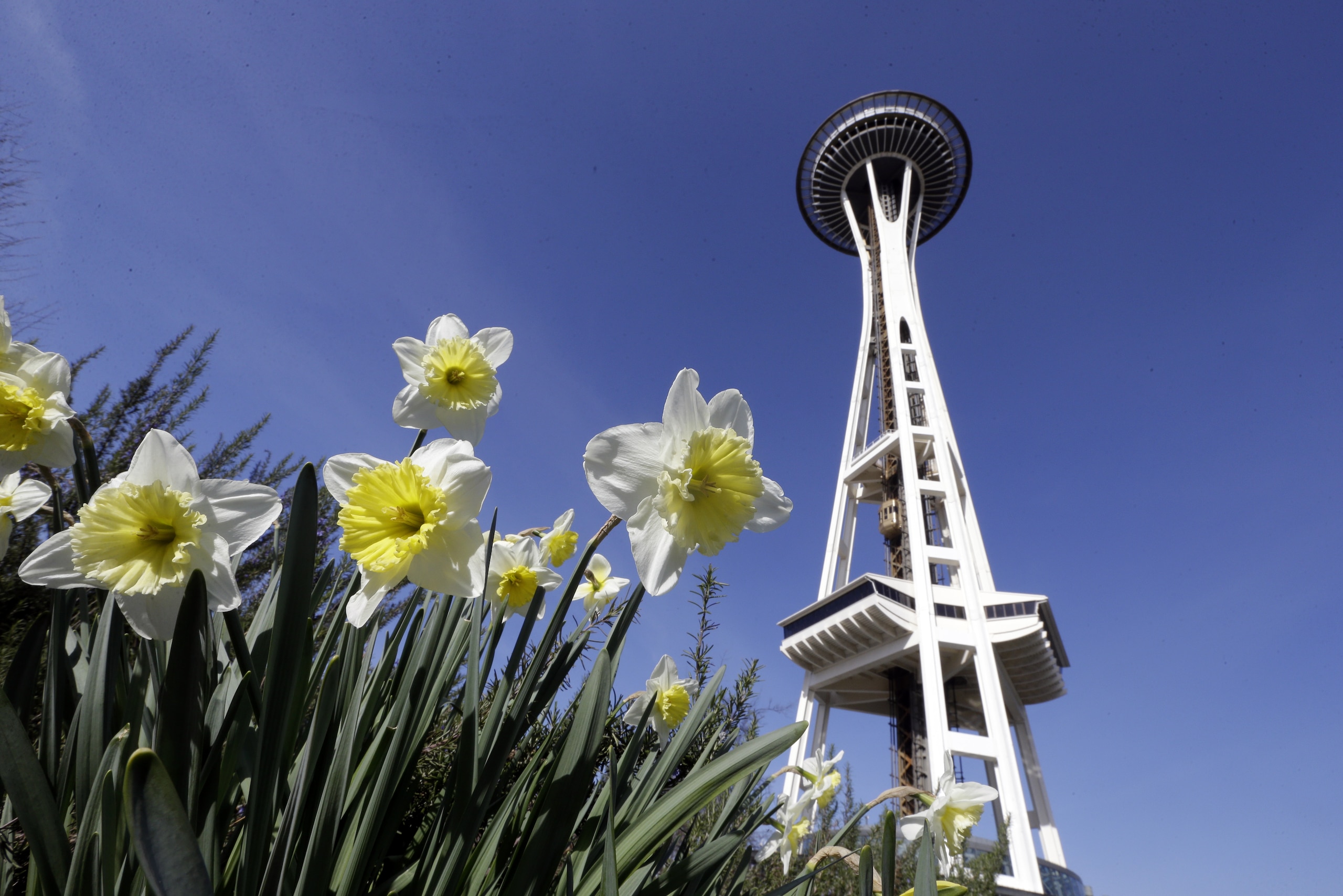 In this photo taken Wednesday, March 4, 2015, daffodils bloom in view of the Space Needle in Seattle. Northwest residents may think spring has arrived early as sunshine and high temperatures nearing 60 are forecast through the weekend. The National Weather Service says a high pressure ridge will dominate most of the region, keeping things dry. High temperatures will be above normal, though nighttime lows east of the Cascades will be in the 30s or below freezing in places. (AP Photo/Elaine Thompson)