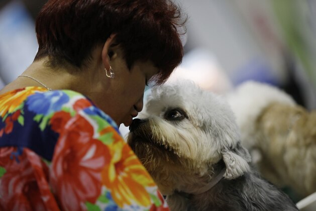 A Dandy Dinnmont Terrier is kissed by its owner at the World Dog Show in Rho, near Milan, Italy, Saturday, June 13, 2015.  (AP Photo/Luca Bruno)