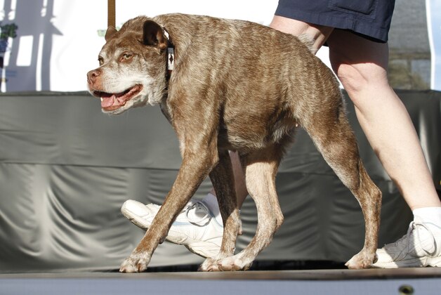 FILE. In this Friday, June 20, 2014 file photo, Quasi Modo, an eight-year-old mixed breed from Florida, walks across the stage during the World's Ugliest Dog Contest, at the Sonoma-Marin Fair in Petaluma, Calif. The World's Ugliest Dog will be chosen at the Sonoma-Marin Fair Friday. For 25 years, the contest has been a testament that all dogs do not have to meet AKC pedigree standards to be man’s (or woman’s) best friend. (AP Photo/George Nikitin)