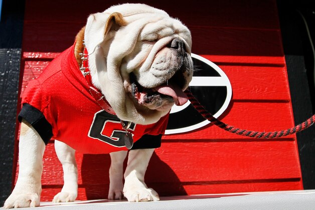 ATHENS, GA - OCTOBER 12:  UGA IX, mascot of the Georgia Bulldogs, looks on during the game against the Missouri Tigers at Sanford Stadium on October 12, 2013 in Athens, Georgia.  (Photo by Kevin C. Cox/Getty Images)