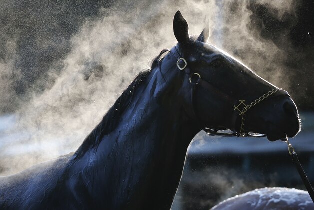 Memento D'Oro is bathed at the Mark Hennig Racing Stable after a morning workout at Saratoga Race Course on Thursday, July 23, 2015, in Saratoga Springs, N.Y. Saratoga kicks off its 147th summer of thoroughbred racing on Friday. (AP Photo/Mike Groll)