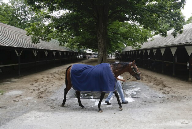 American Pharaoh is walked following a bath after arriving at Saratoga Race Course on Wednesday, Aug. 26, 2015, in Saratoga Springs, N.Y. The Triple Crown winner is the overwhelming favorite for Saturday's Travers Stakes at Saratoga. (AP Photo/Mike Groll)