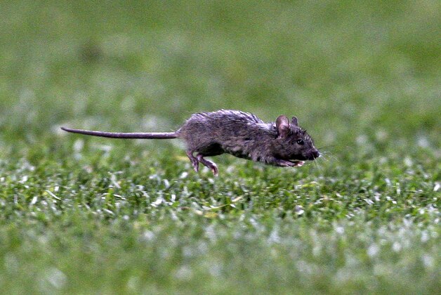 A mouse runs onto the pitch during Manchester United's Champions League group C soccer match against Valencia at Old Trafford, Manchester, England, Tuesday Dec. 7, 2010. (AP Photo/Jon Super)