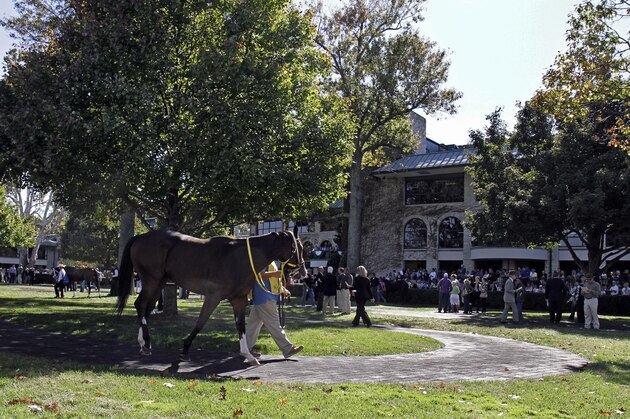 Horses walk in the paddock before saddling at Keeneland Race Course in Lexington, Ky., Saturday, Oct. 16, 2010.  (AP Photo/Garry Jones)