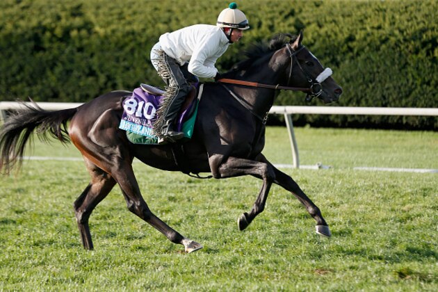 LEXINGTON, KY - OCTOBER 29:  Breeders' Cup Juvenile Turf entrant Highland Sky trains on the turf at Keeneland Racecourse on October 29, 2015 in Lexington, Kentucky.  (Photo by Rob Carr/Getty Images)
