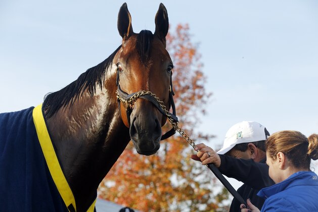 Triple Crown winner American Pharoah is tended to after a workout for the Breeders' Cup Classic horse race at Keeneland race track Thursday, Oct. 29, 2015, in Lexington, Ky. (AP Photo/Brynn Anderson)