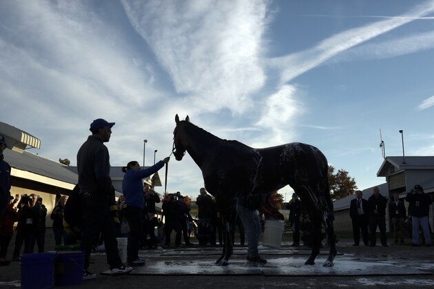 Triple Crown winner American Pharoah is given a bath after a workout for the Breeders' Cup Classic horse race at Keeneland race track Thursday, Oct. 29, 2015, in Lexington, Ky. (AP Photo/Brynn Anderson)