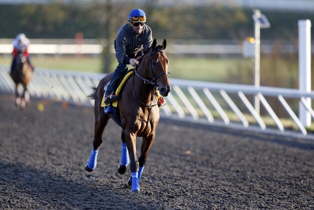 Triple Crown winner American Pharoah is ridden by exercise rider Jorge Alvarez during a workout for the Breeders' Cup Classic horse race at Keeneland race track Thursday, Oct. 29, 2015, in Lexington, Ky. (AP Photo/Brynn Anderson)