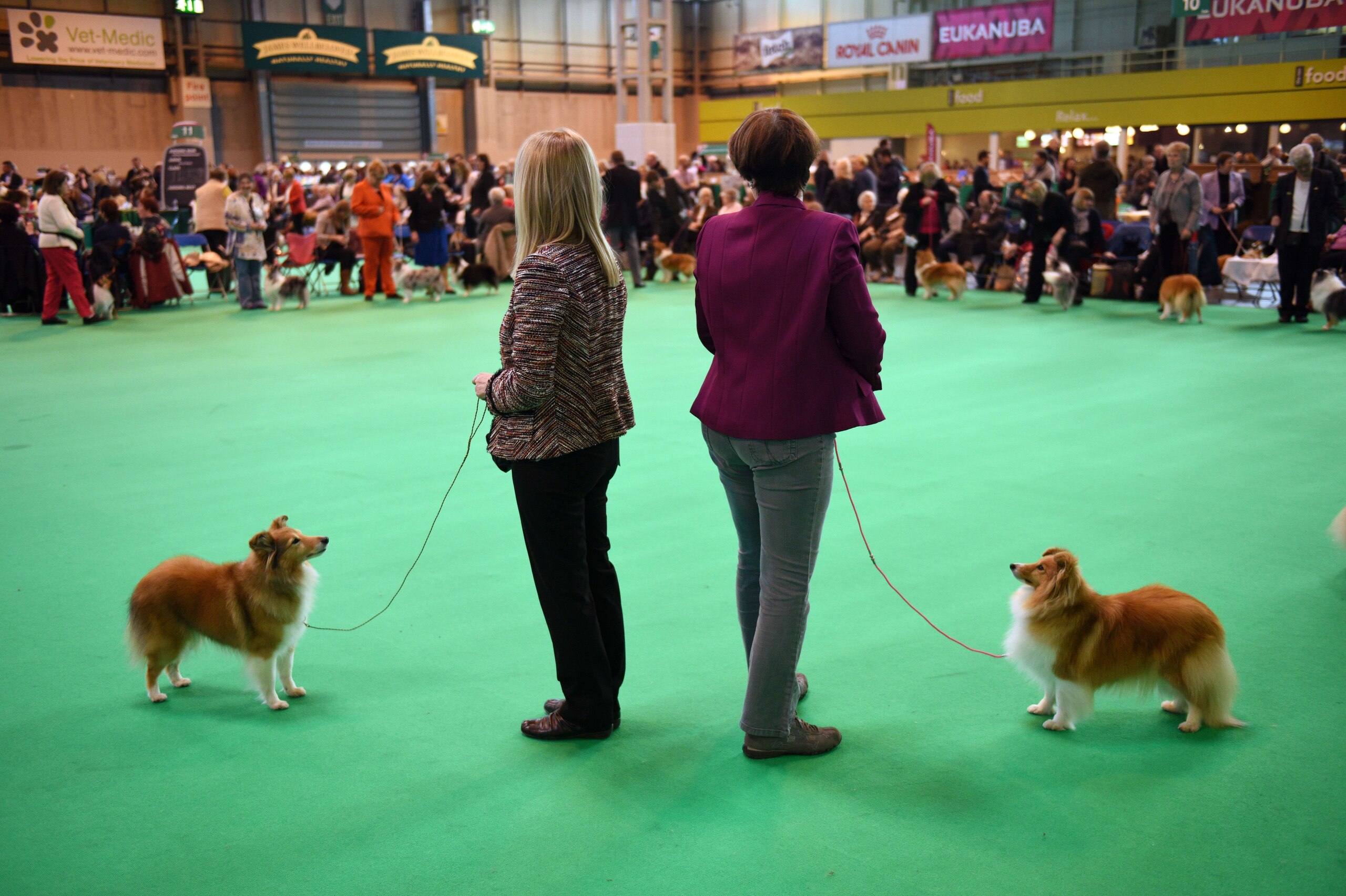 Shetland Sheepdogs are shown on the second day of the Crufts dog show at the National Exhibition Centre in Birmingham, central England, on March 6, 2015. Crufts is one of the largest dog events in the the world, with thousands of dogs competing for the coveted title of 'Best in Show'. Founded in 1891 by the late Charles Cruft, today the four-day show attracts entrants from around the world.  AFP PHOTO / OLI SCARFF        (Photo credit should read OLI SCARFF/AFP/Getty Images)