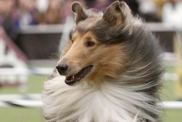 February 8, 2014; New York, NY, USA; Peyton the collie runs obstacles during the Masters Agility Championship at Westminster at Pier 94. Mandatory Credit: Aristide Economopoulos/THE STAR LEDGER via USA TODAY Sports