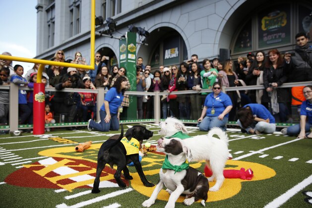 IMAGE DISTRIBUTED FOR DISCOVERY COMMUNICATIONS - Adoptable lab-terrier mixes from the East Bay SPCA compete at Animal Planet's Puppy Bowl Cafe at Gott's Roadside on Thursday, Feb. 4, 2016 at the Ferry Building in San Francisco. (Alison Yin/ AP Images for Discovery Communications)