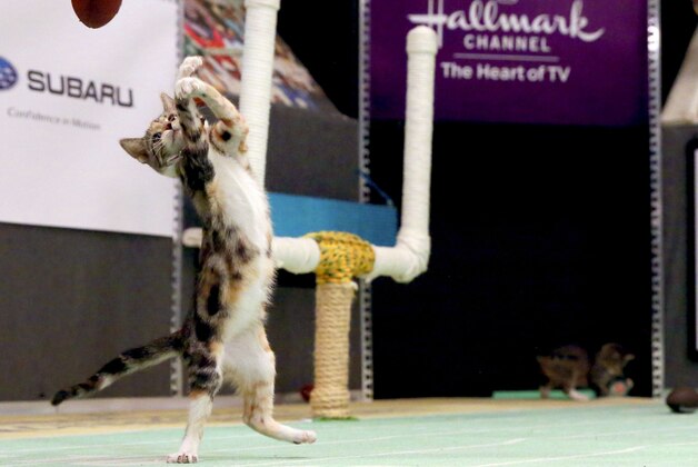 FILE - In this Oct. 21, 2015 file photo, a kitten plays with a toy football during a taping of Kitten Bowl III in New York. The Hallmark Channel taped Kitten Bowl III ahead of broadcast on Super Bowl Sunday, on Feb. 7. (AP Photo/Mary Altaffer, File)