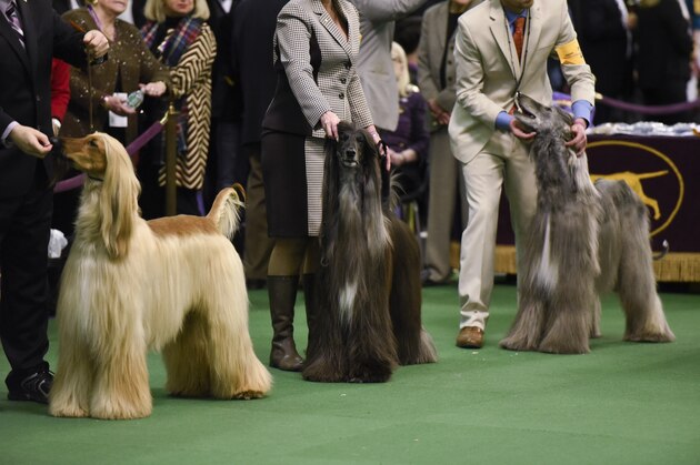 NEW YORK, NEW YORK - FEBRUARY 15:  Dogs compete during the first day of competition at the Westminster Kennel Club 140 Annual Dog Show on February 16, 2016 in New York City.  (Photo by Matthew Eisman/Getty Images)