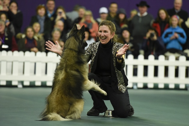 NEW YORK, NEW YORK - FEBRUARY 15:  A dog competes in the agility area during the first day of competition at the Westminster Kennel Club 140 Annual Dog Show on February 16, 2016 in New York City.  (Photo by Matthew Eisman/Getty Images)