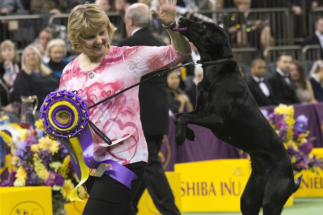 Heart, a Labrador, and her owner/handler, Linday Brennan, of Columbia, N.J., walk off the main ring after picking up her trophy for winning the obedience portion of the 140th Westminster Kennel Club dog show, Monday, Feb. 15, 2016, at Madison Square Garden in New York. (AP Photo/Mary Altaffer)