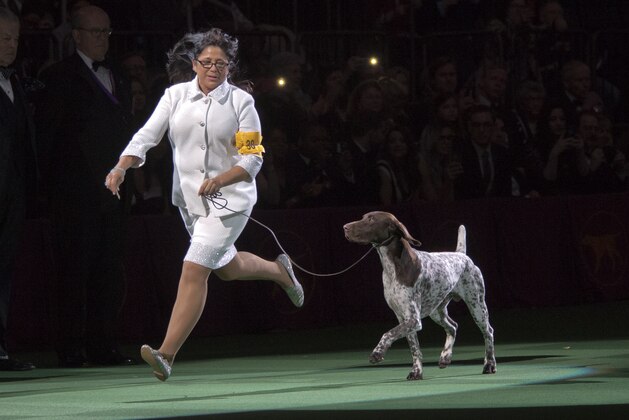 CJ, a German shorthaired pointer, is shown in the ring by his handler Valerie Nunes-Atkinson during the Best in Show competition at the 140th Westminster Kennel Club dog show, Tuesday, Feb. 16, 2016, at Madison Square Garden in New York. CJ won Best in Show. (AP Photo/Mary Altaffer)