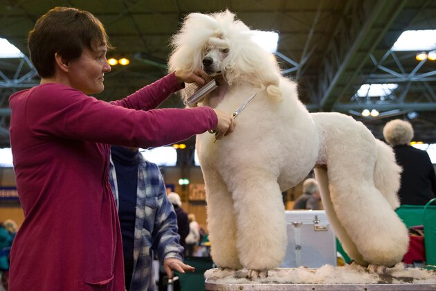 A Poodle is groomed by its owner on the first day of the Crufts dog show at the National Exhibition Centre in Birmingham, central England, on March 10, 2016.  / AFP / JUSTIN TALLIS        (Photo credit should read JUSTIN TALLIS/AFP/Getty Images)