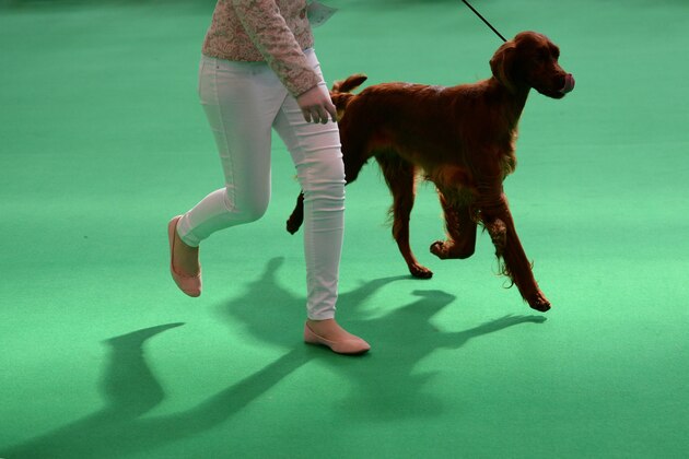 An Irish Setter dog is shown on the second day of the Crufts dog show at the National Exhibition Centre in Birmingham, central England, on March 11, 2016. / AFP / OLI SCARFF        (Photo credit should read OLI SCARFF/AFP/Getty Images)