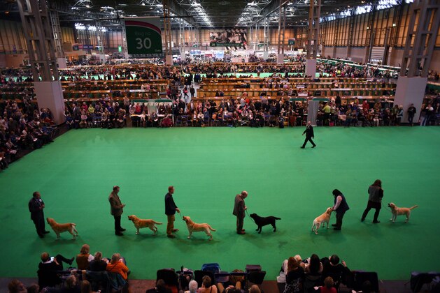 Retriever dogs are judged in the parade ring on the second day of the Crufts dog show at the National Exhibition Centre in Birmingham, central England, on March 11, 2016. / AFP / OLI SCARFF        (Photo credit should read OLI SCARFF/AFP/Getty Images)
