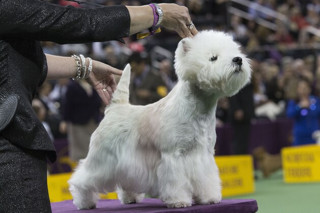 A West Highland white terrier is shown in the ring during the terrier group competition at the 140th Westminster Kennel Club dog show, Tuesday, Feb. 16, 2016, at Madison Square Garden in New York. (AP Photo/Mary Altaffer)