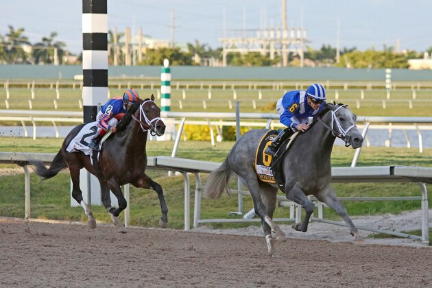 HALLANDALE, FL - FEBRUARY 27: Mohaymen #6, ridden by Junior Alvarado overtakes Zulu #2, ridden by John R. Velazquez off the turn en route to winning the Xpressbet.com Fountain of Youth Stakes at Gulfstream Park on February 27, 2016 in Hallandale, Florida.(Photo by Liz Lamont/Eclipse Sportswire/Getty Images)