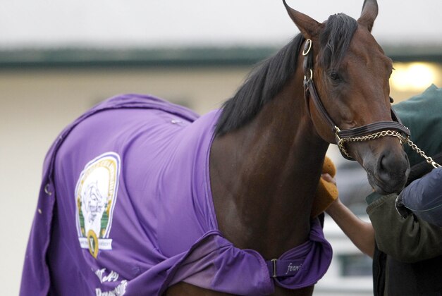 Apr 9, 2016; Lexington, KY, USA; Kentucky derby favorite Nyquist receives a bath after morning workouts at Keeneland. Mandatory Credit: Mark Zerof-USA TODAY Sports