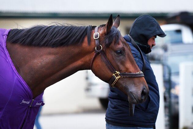 LEXINGTON, KY - APRIL  9:  Kentucky Derby favorite Nyquist in the stables at Keeneland Race Track on April 9, 2016 in Lexington, Kentucky.  (Photo by Ronald C. Modra/NHL/Getty Images)