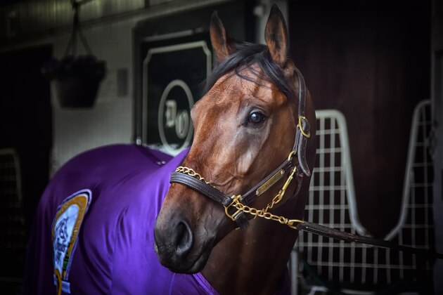 LEXINGTON, KY - APRIL  9:  Kentucky Derby favorite Nyquist in the stables at Keeneland Race Track on April 9, 2016 in Lexington, Kentucky.  (Photo by Ronald C. Modra/NHL/Getty Images)