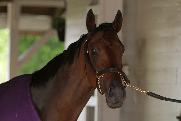Kentucky Derby hopeful Nyquist checks the outside Barn 41 at Churchill Downs in Louisville, Ky., Sunday, May 1, 2016. Nyquist walked the race track, getting acquainted with his new surroundings after shipping in from Keeneland. (AP Photo/Garry Jones)