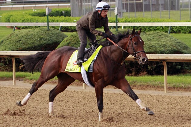 Kentucky Derby hopeful Shagaf gallops at Churchill Downs in Louisville, Ky., Wednesday, April 27, 2016 with exercise rider Gian Cueva in the saddle for trainer Chad Brown.  (AP Photo/Garry Jones)