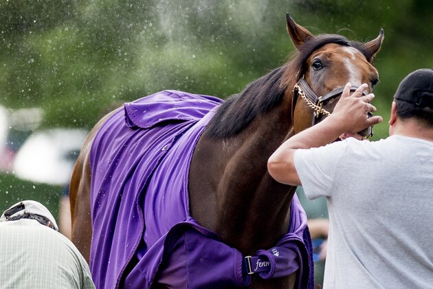 LOUISVILLE, KY - MAY 02: Nyquist, trained by Doug O'Neill and owned by Reddam Racing LLC, gets bathed and cleaned up after walking two miles during morning workouts for the Kentucky Derby and Kentucky Oaks at Churchill Downs on May 2, 2016 in Louisville, Kentucky. (Photo by John Voorhees/Eclipse Sportswire/Getty Images)