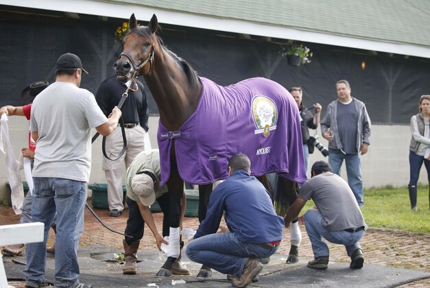 May 2, 2016; Louisville, KY, USA; Nyquist is given a bath after exercising at the morning works at Churchill Downs. Mandatory Credit: Mark Zerof-USA TODAY Sports
