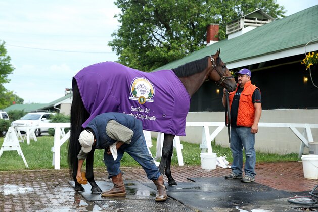 LOUISVILLE, KY - MAY 04:  Nyquist is washed in the barn area during the morning training for the 2016 Kentucky Derby at Churchill Downs on May 04, 2016 in Louisville, Kentucky.  (Photo by Andy Lyons/Getty Images)