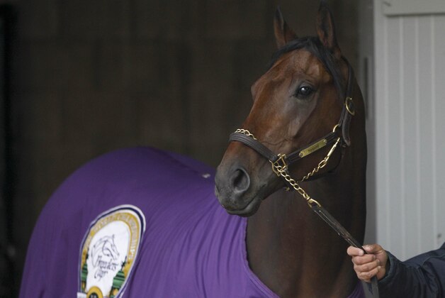 Apr 9, 2016; Lexington, KY, USA; Kentucky derby favorite Nyquist walks the shed row after morning workouts at Keeneland. Mandatory Credit: Mark Zerof-USA TODAY Sports