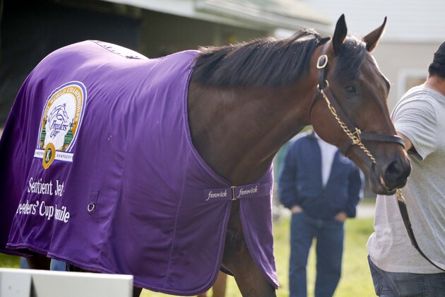 May 2, 2016; Louisville, KY, USA; Nyquist is given a bath after exercising during the morning works at Churchill Downs. Mandatory Credit: Mark Zerof-USA TODAY Sports