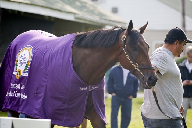 May 2, 2016; Louisville, KY, USA; Nyquist is given a bath after exercising during the morning works at Churchill Downs. Mandatory Credit: Mark Zerof-USA TODAY Sports