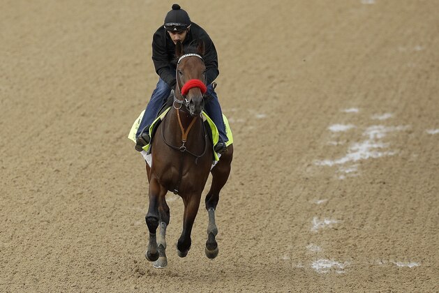 Exercise rider Jonny Garcia rides Kentucky Derby hopeful Nyquist during a workout at Churchill Downs Thursday, May 5, 2016, in Louisville, Ky. The 142nd running of the Kentucky Derby is scheduled for Saturday, May 7. (AP Photo/Charlie Riedel)