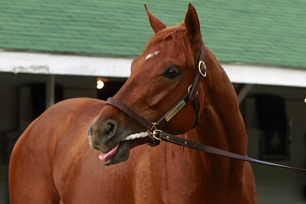 Kentucky Derby hopeful Gun Runner checks out the crowd outside Barn 38 at Churchill Downs in Louisville, Ky., Monday, May 2, 2016 before getting his bath. The 142nd Kentucky Derby is Saturday, May 7. (AP Photo/Garry Jones)