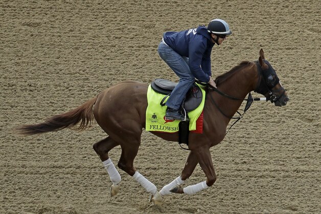 FILE - In this May 4, 2016, file photo, exercise rider Brian O'Leary rides Kentucky Derby hopeful Fellowship during a workout at Churchill Downs in Louisville, Ky. Fellowship, who ran third behind Nyquist in the Florida Derby, is looking for an upset in the Preakness. (AP Photo/Charlie Riedel, File)